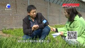 科技成果示范基地：日光溫室韭菜、黃瓜、草莓優(yōu)良品種示范
