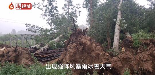 廊視頻 | 強(qiáng)風(fēng)急雨后的韓村