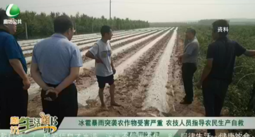 冰雹暴雨突襲農(nóng)作物受害嚴重 農(nóng)技人員指導(dǎo)農(nóng)民生產(chǎn)自救