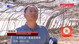 農(nóng)博士 話農(nóng)事——葡萄病蟲(chóng)害防治技術(shù)