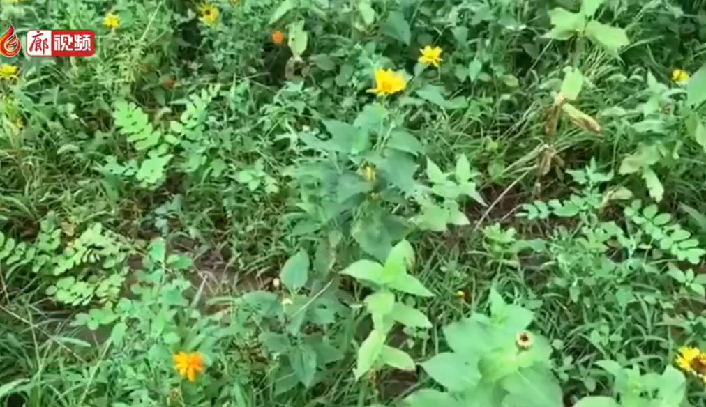 廊視頻 | 雨過(guò)天晴之后的丹鳳公園