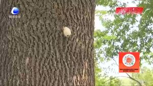 零距離·熱線：樹(shù)上生蟲(chóng)繭？相關(guān)部門(mén)回應(yīng)：可生物防治美國(guó)白蛾 無(wú)害！