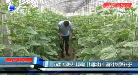 【走向我們的小康生活·幸福來敲門】永清縣大青垡村：設施農(nóng)業(yè)為村民帶來好日子