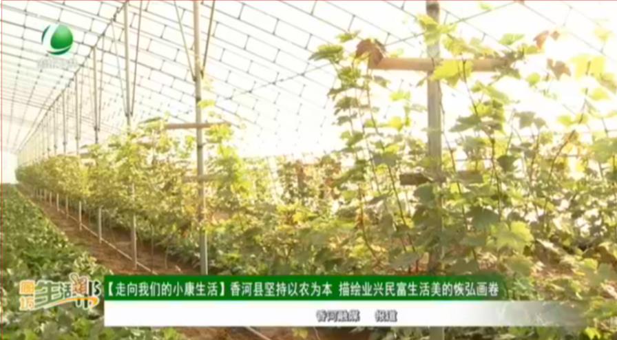 【走向我們的小康生活】香河縣堅持以農為本 描繪業(yè)興民富生活美的恢弘畫卷