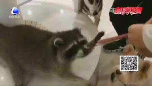 【法在身邊】在咖啡店被小動物咬傷誰擔(dān)責(zé)？