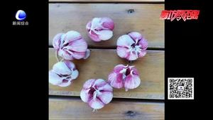 【走向我們的小康生活】300余畝紅六瓣蒜開(kāi)始播種 種下新一年希望