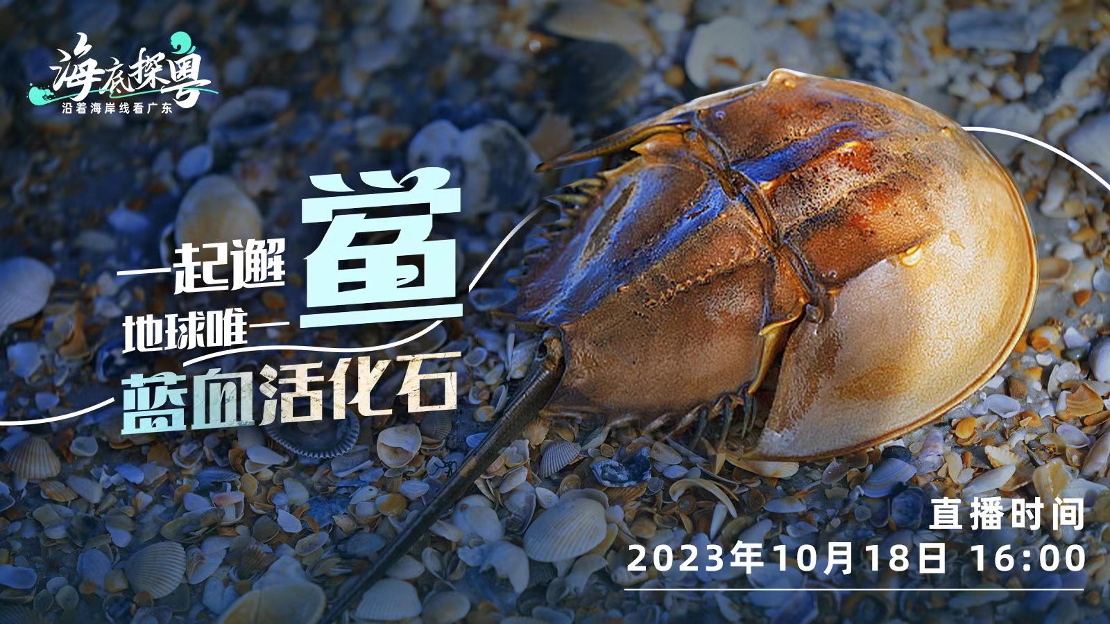 直播 | 一起邂“鱟”地球唯一“藍(lán)血活化石”！