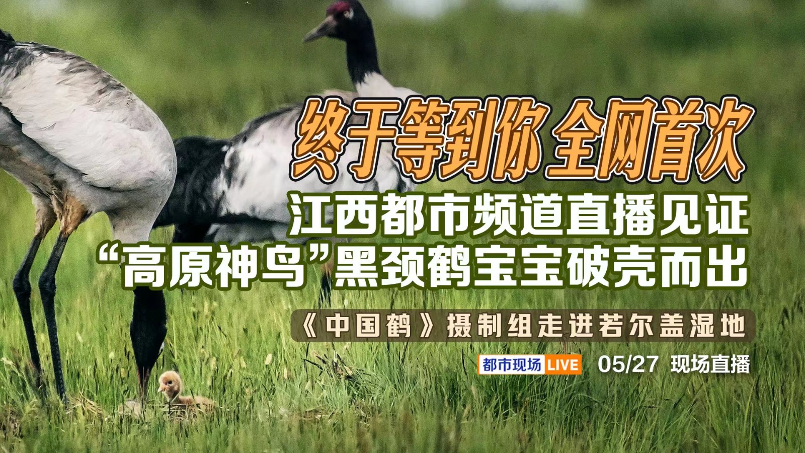 終于等到你 全網(wǎng)首次！江西都市頻道直播見證“高原神鳥”黑頸鶴寶寶破殼而出——《中國鶴》攝制組走進(jìn)若爾蓋濕地