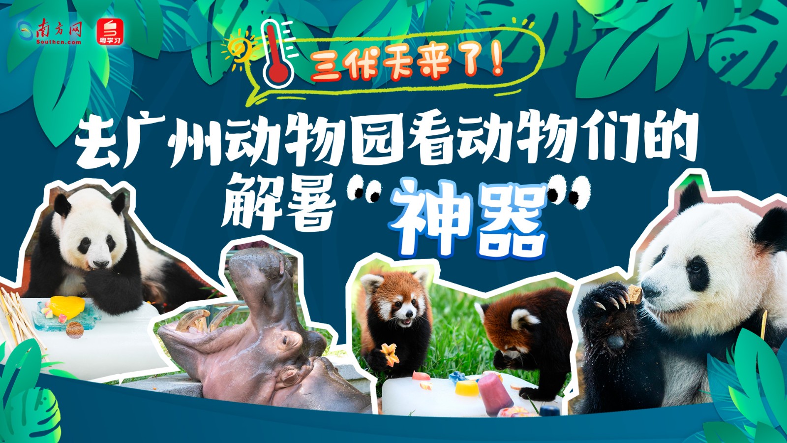 三伏天來了！去廣州動物園看動物們的解暑“神器”
