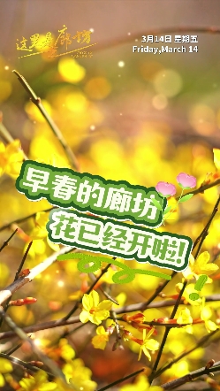 【這里是廊坊】早春的廊坊，花已經(jīng)開啦！